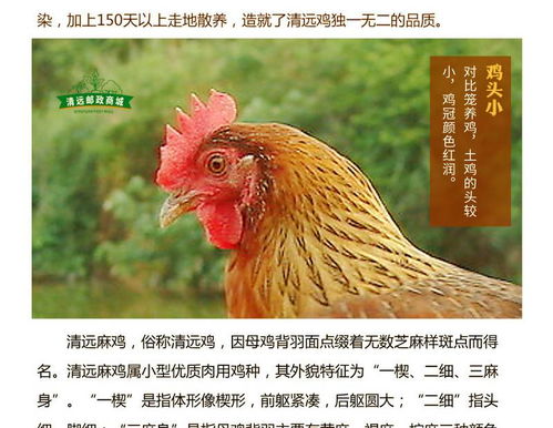 金都農(nóng)家散養(yǎng)清遠(yuǎn)雞生鮮整雞 廣東省內(nèi)包郵 老母雞走地山地放養(yǎng)土雞 新鮮雞肉 活雞現(xiàn)殺 清遠(yuǎn)特產(chǎn)