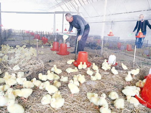 無棣近800家家禽養(yǎng)殖大戶全面復(fù)工復(fù)產(chǎn)