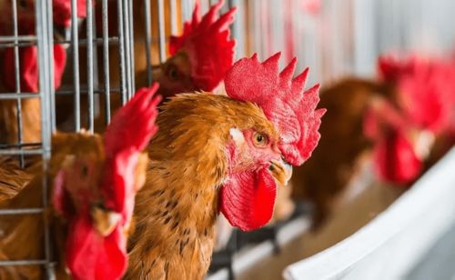 養(yǎng)雞行業(yè)正走向 兩極化 ,這類養(yǎng)殖人將越來越難了