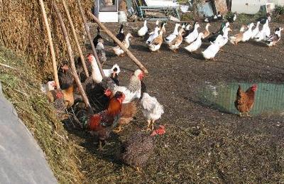 家禽的初步加工要求