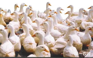 家禽養(yǎng)殖 家禽養(yǎng)殖要注意事項(xiàng)