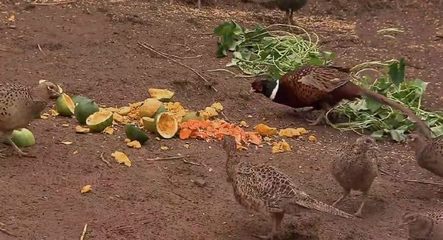 仿野生特色養(yǎng)殖 一只家禽賣150元，年收入15萬元的致富路