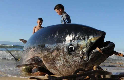 全球水產(chǎn)養(yǎng)殖創(chuàng)歷史新高 FAO發(fā)布2020年世界漁業(yè)和水產(chǎn)養(yǎng)殖狀況報告