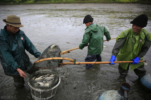 家禽養(yǎng)殖中的解毒誤區(qū)與科學方法——阿彬為你詳解
