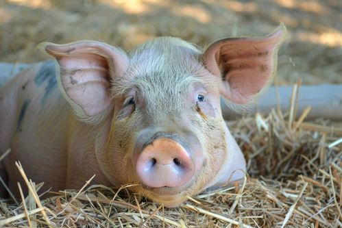 家禽家畜中的豬 養(yǎng)殖與攝影的完美結合